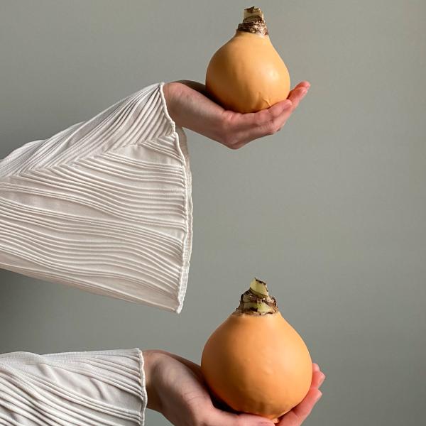 Луковица амаррилиса в воске персиковый