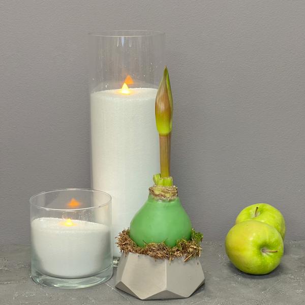 Интерьерная композиция "Амариллис: Грация в зеленом цвете"