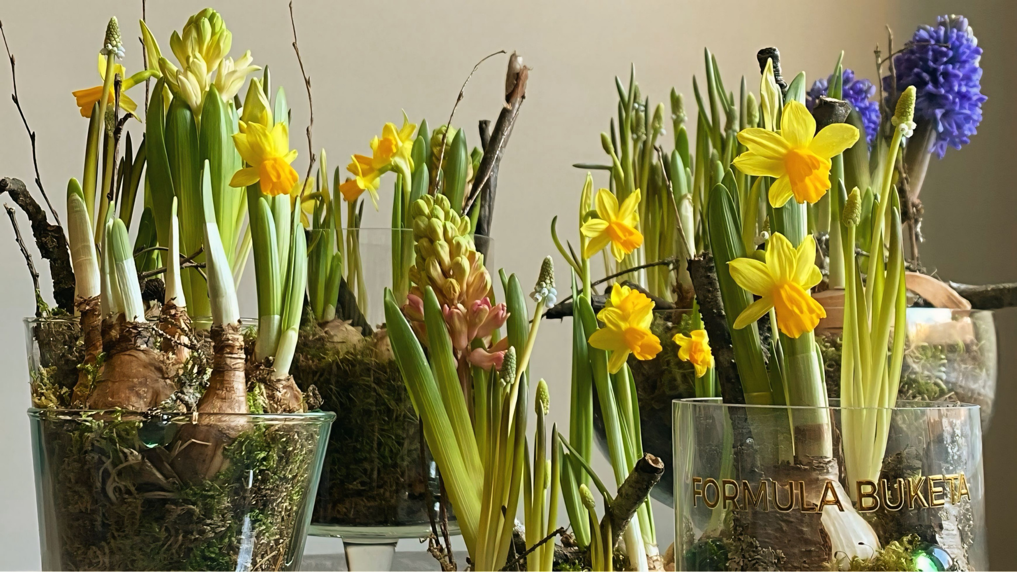 Луковичные